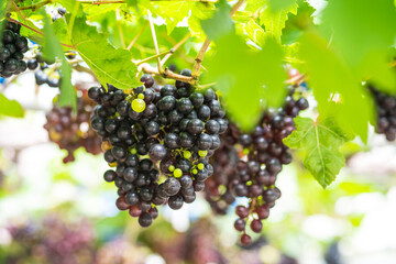 A bunch of dark grapes on the vine. The grapes grow in the sun. Close-up of bunches of grapes on a fall day.