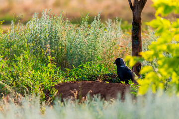 Closeup portrait of a Western Jackdaw bird Coloeus Monedula foraging in green grass on a sunny day