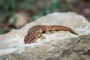 Even-fingered gecko genus Alcophyllex or squeaky gecko in wild nature