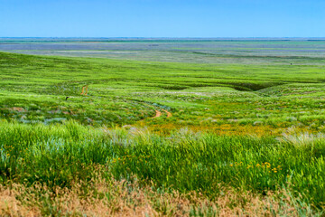 Wildflowers blooming in wild spring steppe. Colorful flowering field with forb
