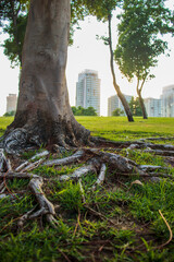 Fototapeta premium Close up shot of a tree wit the roots in the park. Outdoors