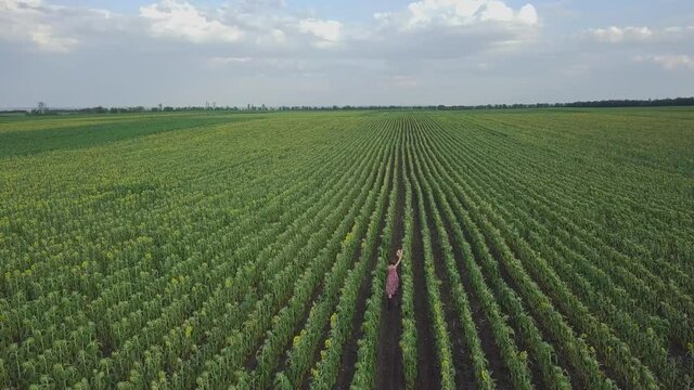 Happy little girl running happy free across the field with sunflowers.Top view, drone flight. Summer holiday lifestyle concept.