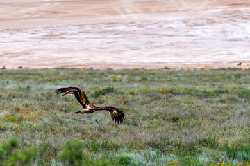 Flight of Steppe eagle or Aquila nipalensis above the ground