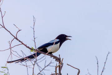 Eurasian magpie or Pica Pica on branch