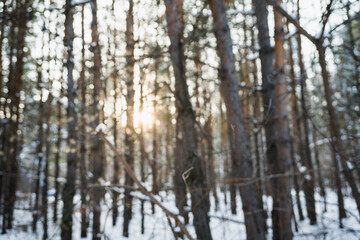Defocused image of sun shining though trees in snowy forest. Winter landscape. Blurred image.
