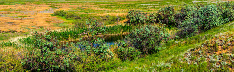 View of oasis in semi desert or steppe area with lake, trees and green grass