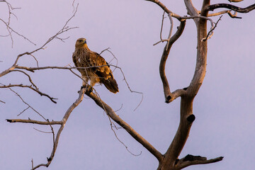 Steppe eagle on the branches of a dry tree. Bird of prey in the wild. Steppe eagle against the blue...