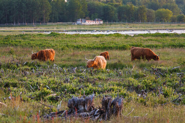 Highland cattle graze in a green meadow