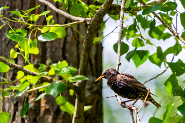 European starling on the branch