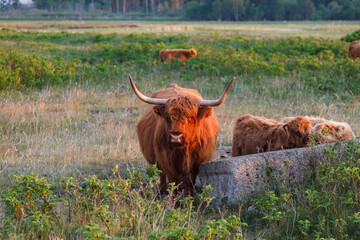 Highland cattle graze in a green meadow
