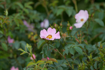 Blossom of a Bibernella rose