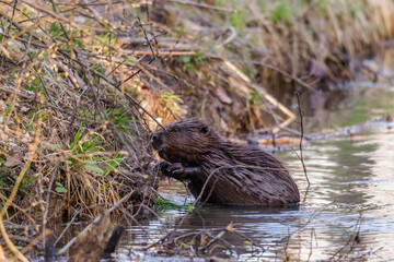 A wet beaver sits in the water on the bank of a stream