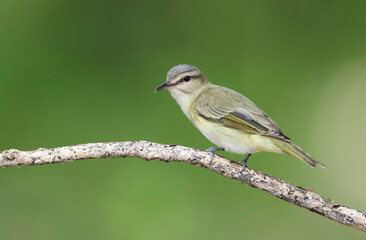 Black-whiskered Vireo, Vireo altiloquus barbatulus