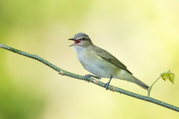 Black-whiskered Vireo, Vireo altiloquus barbatulus