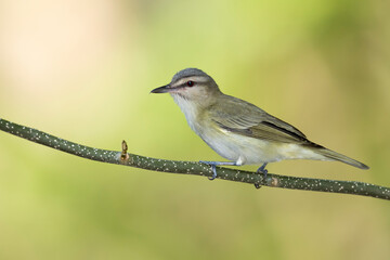 Black-whiskered Vireo, Vireo altiloquus barbatulus