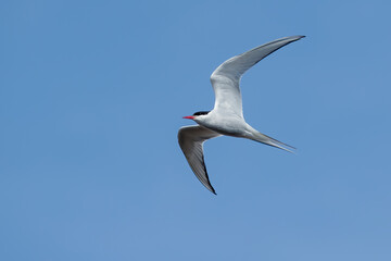 Fototapeta na wymiar Arctic Tern, Sterna paradisaea