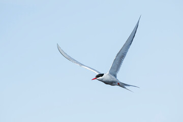 Arctic Tern, Sterna paradisaea
