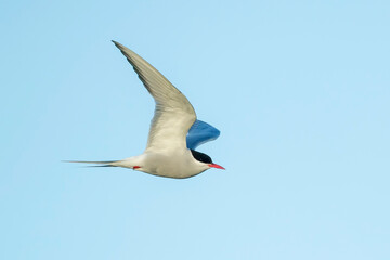 Arctic Tern, Sterna paradisaea