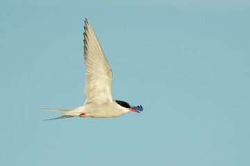Arctic Tern, Sterna paradisaea