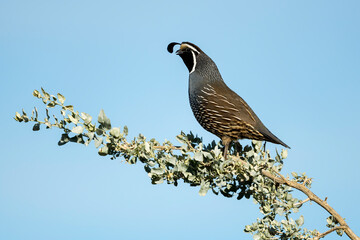 California Quail, Callipepla californica