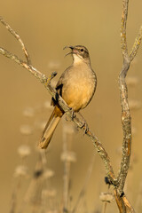 California Thrasher, Toxostoma redivivum