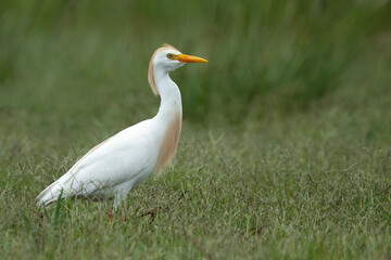 Cattle Egret, Bubulcus ibis