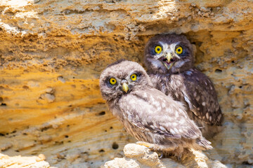 Two young chicks of little owl near nest on ground