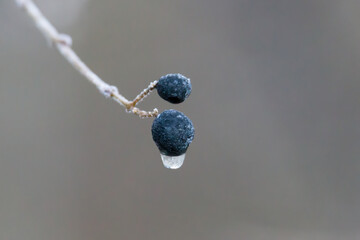 Frozen privet berries with ice crystals