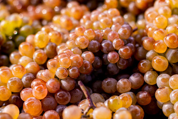 Grapes background. Golden ripe grape bunches background. Rkatsiteli grape harvest in sunlight. A lot of ripe grapes. Kakheti, Georgia.