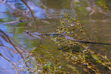Grass snake floats on the lake