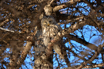 great horned owl