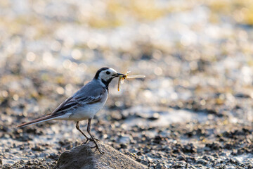 White Wagtail - Motacilla alba, small popular passerine bird from European fileds, meadows and wetlands, Hortobagy National Park, Hungary
