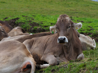 free cows over mountain high pathway