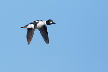American Goldeneye, Bucephala clangula americana