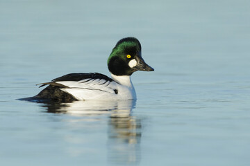 American Goldeneye, Bucephala clangula americana