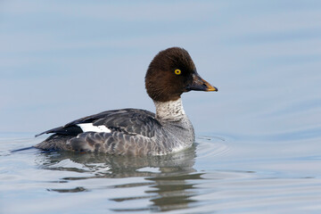 American Goldeneye, Bucephala clangula americana