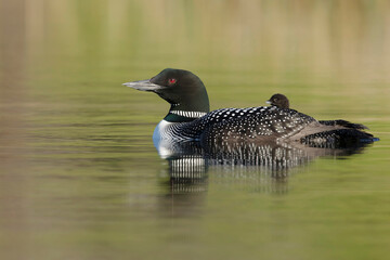 Common Loon, Gavia immer