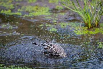 White Wagtail or Motacilla alba is bathed in water. Wagtails is a genus of songbirds. Wagtail is one of the most useful birds. It kills mosquitoes and flies, which deftly chases in the air