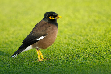 Common Myna, Acridotheres tristis