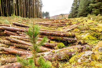 Deforestation giong on in County Donegal - Ireland