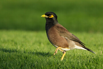 Common Myna, Acridotheres tristis