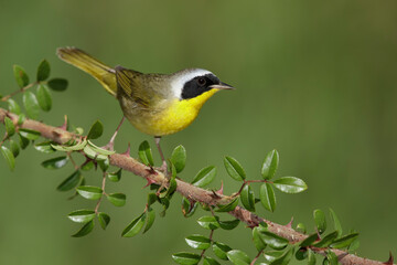 Common Yellowthroat, Geothlypis trichas