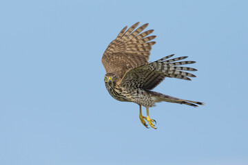 Cooper's Hawk, Accipiter cooperii