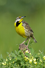 Eastern Meadowlark, Sturnella magna