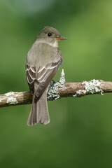 Eastern Wood Pewee, Contopus virens