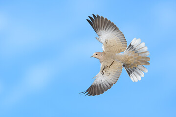 Eurasian Collared Dove, Streptopelia decaocto