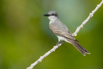 Gray Kingbird, Tyrannus dominicensis