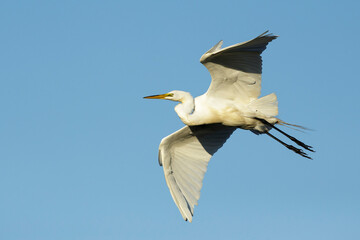 American Great Egret, Ardea alba egretta