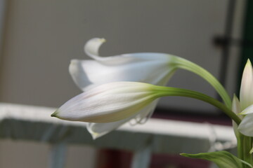 Obraz premium lily of the valley