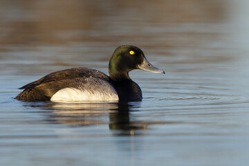 Greater Scaup, Aythya marila
